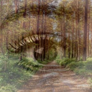 Sketches and paintings that are for sale